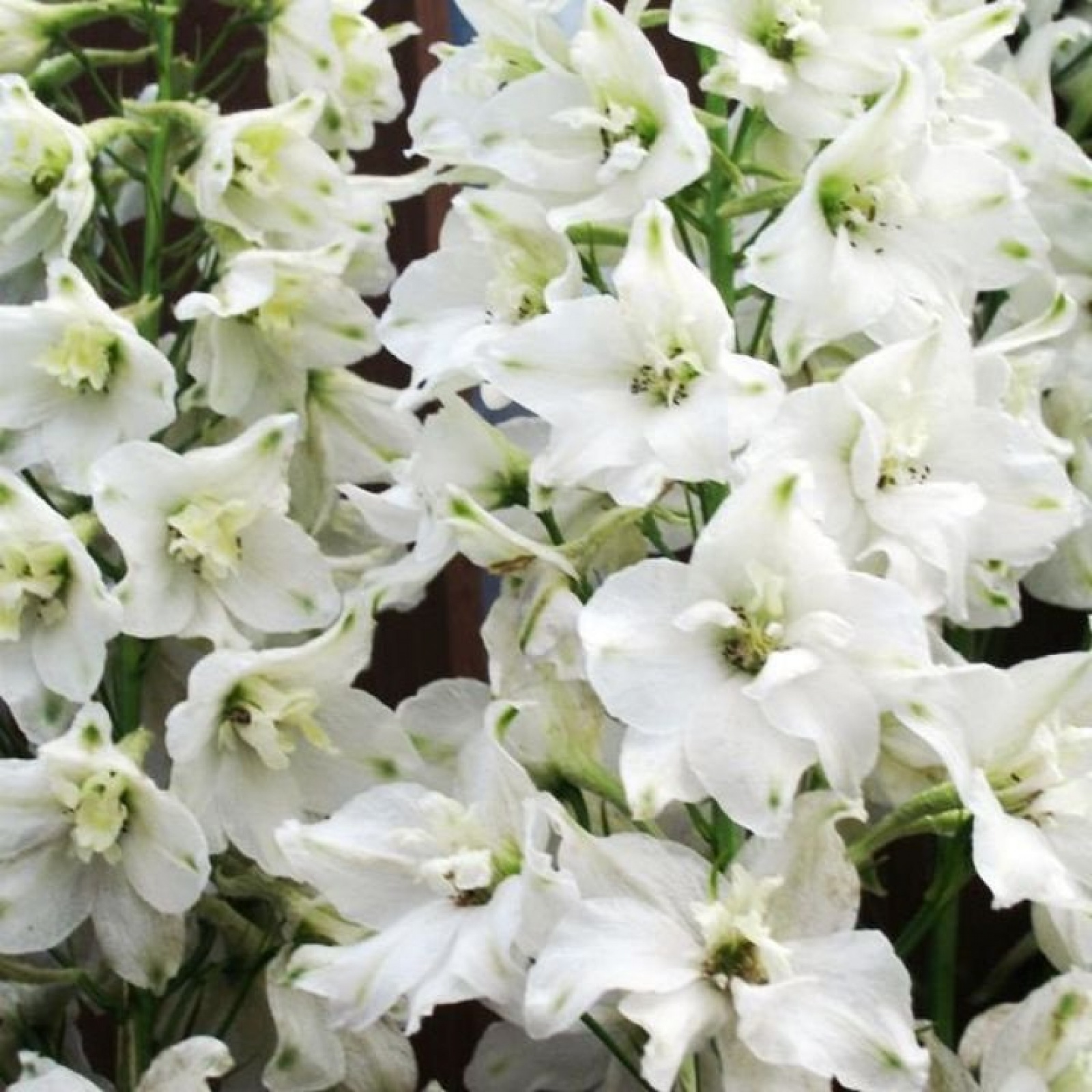 Дельфиниум (тихоокеанский) Magic Fountains Pure White