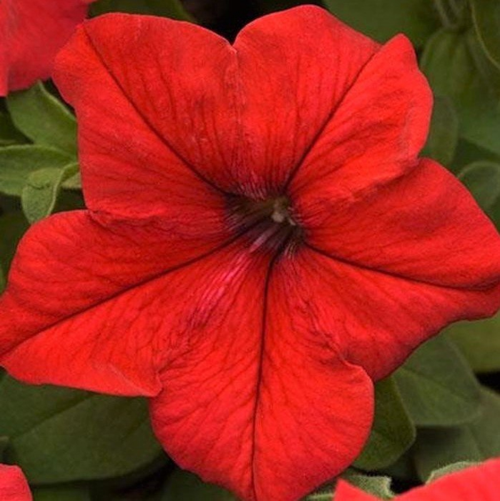 Петуния крупноцветковая Supercascade red