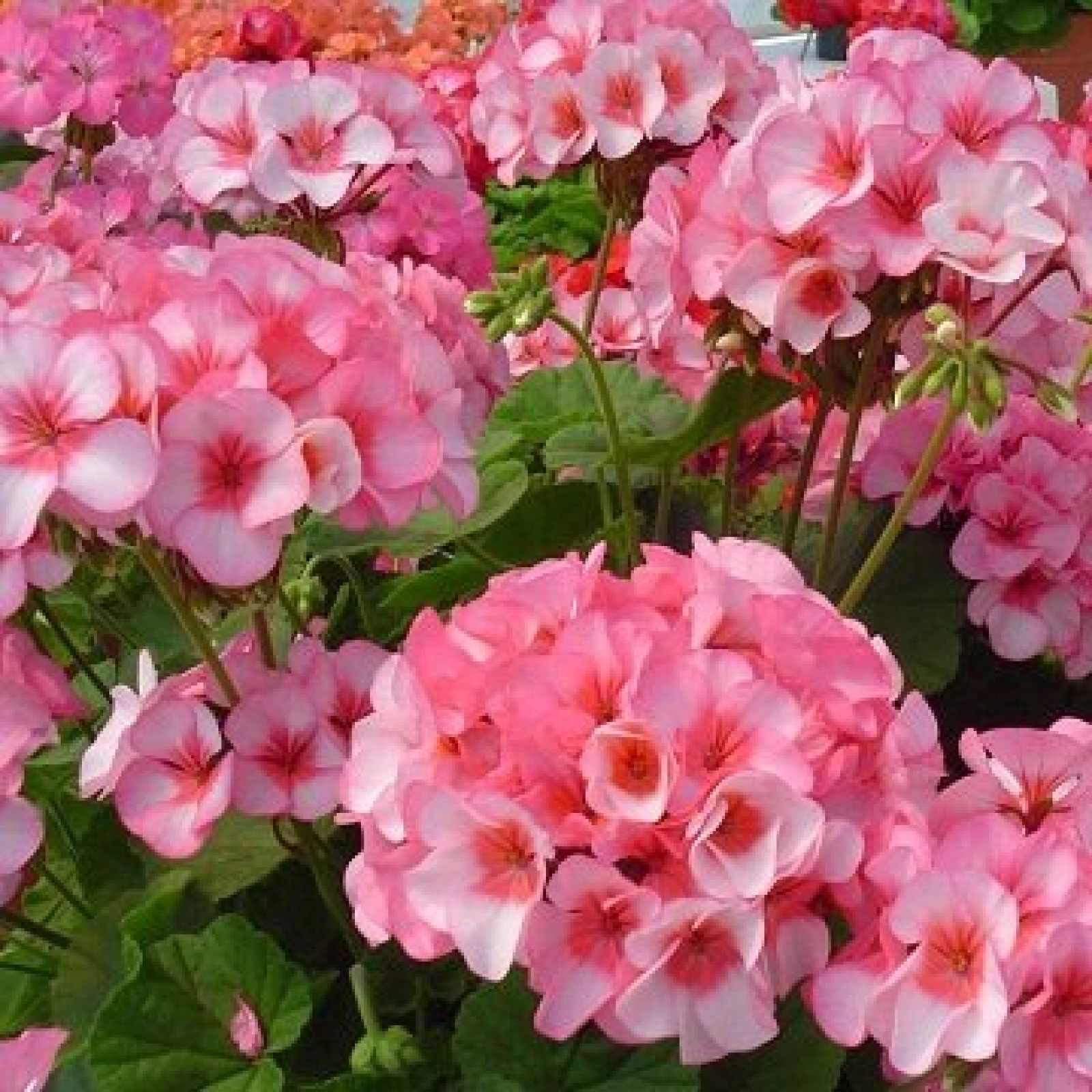 Пеларгония зональная Апаче Стар