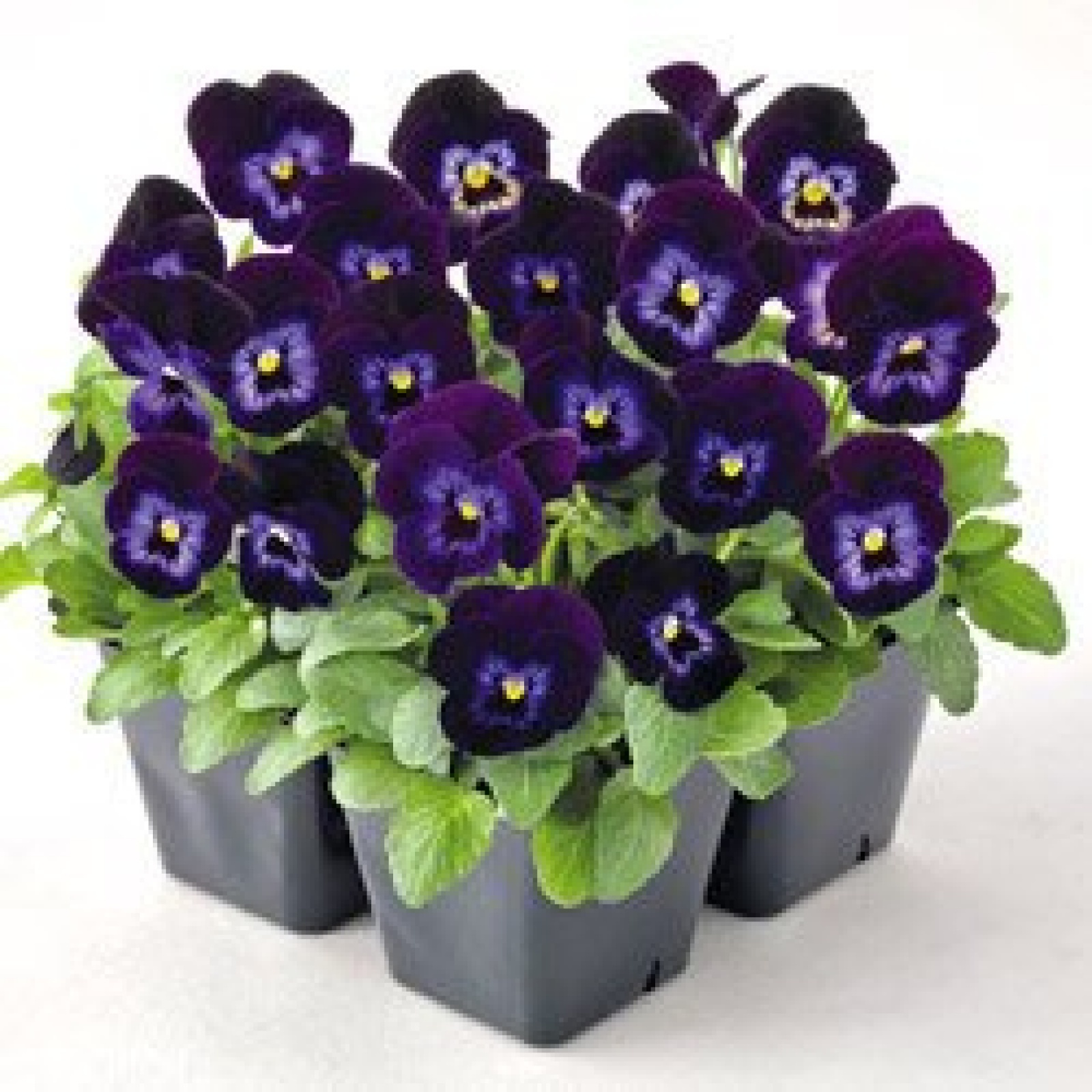 Фиалка рогатая Корина Виолет ай