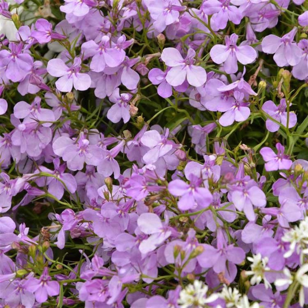 Лобелия ампельная Regatta Lilac
