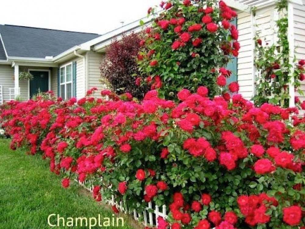 Роза канадская парковая Champlain, Чамплейн
