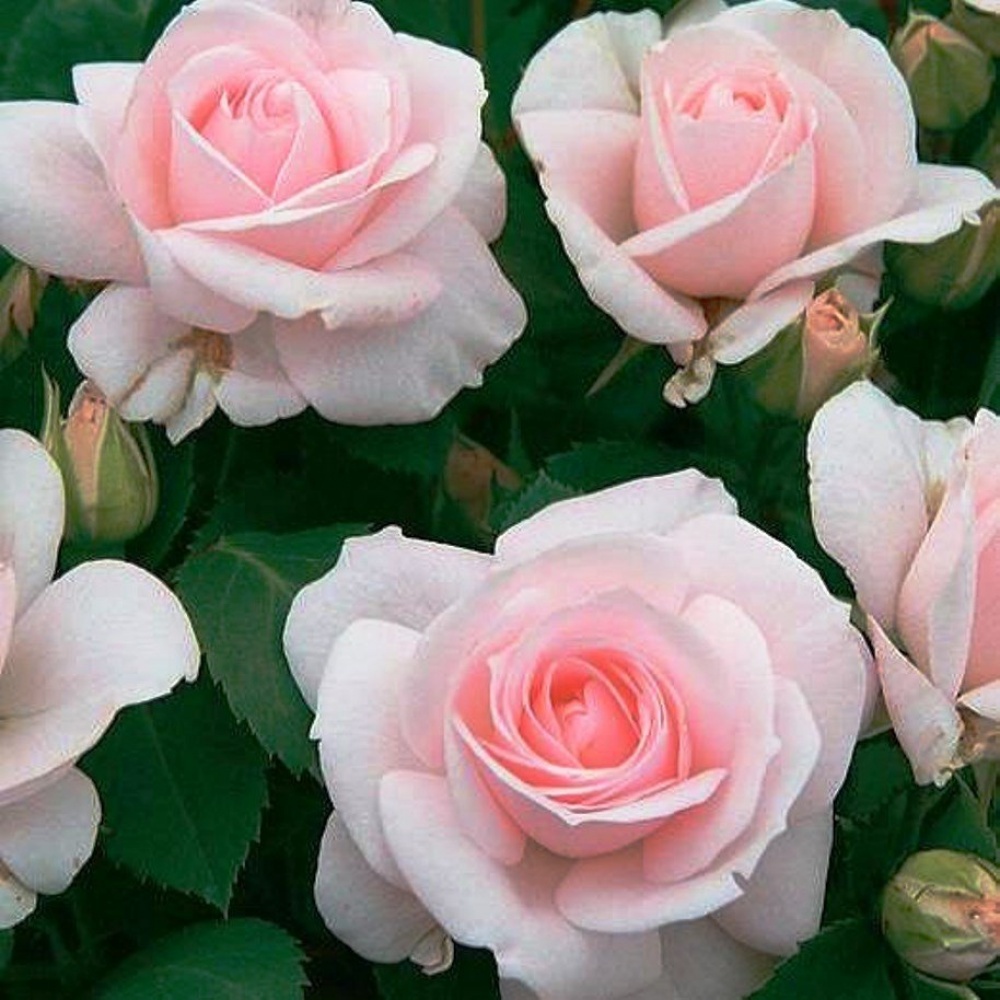 Роза флорибунда Аспирин (Rose Aspirin)
