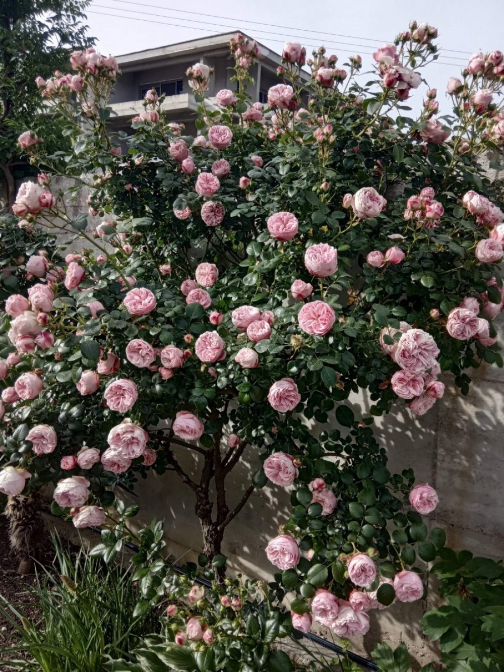 Роза плетистая (шраб) Синдерелла
