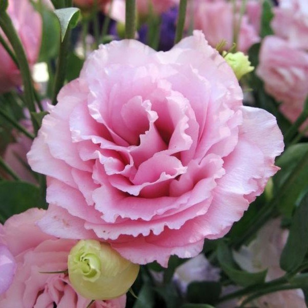 Эустома (Лизиантус) махровая Rose