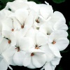 Пеларгония зональная Apache White