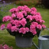 Пеларгония межвидовая Вig Eeze 20882 Pink
