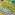 Седум лопатчатолистный Cape Blanco (Кейп Бланко) - почвопокровный вечнозелёный многолет...