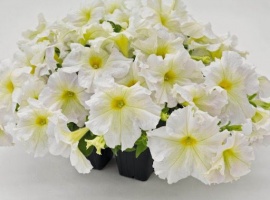 Цена за 20шт.
