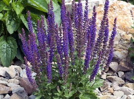 Нетребовательное, но очень декоративное растение. Высотой 40&ndash;80 см; листья крупные, черешча...