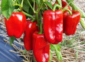 Заказ от 5 шт.
