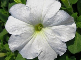 Цена за 70 шт (ОКС)
