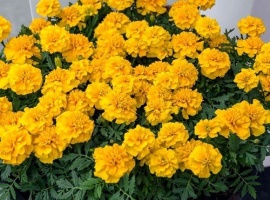 Цена за 70 шт
