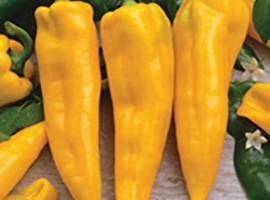 Заказ от 5 шт.
