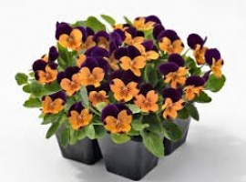 Минимальный заказ от 5шт на сорт

Серия многолетней фиалки рогатой&nbsp; привлекают внимание необ...