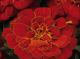 Цена за 70 шт
