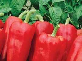 Заказ от 5 шт.
