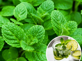 
Часто готовите излюбленный коктейль Мохито? Тогда этот сорт мяты как раз то, что нужно. Необыкно...