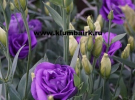 Цена за 10&nbsp; шт
