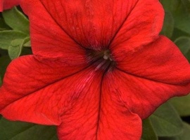 Цена за 70 шт
