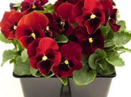 Цена за 20шт.
