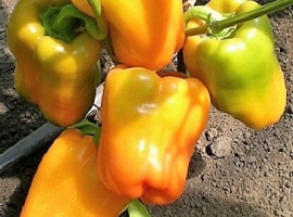 Заказ от 5 шт.
