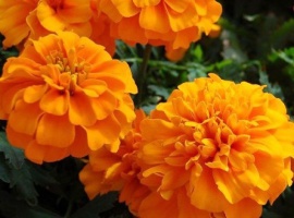 ОПТ от 1 ящика (70 шт)
