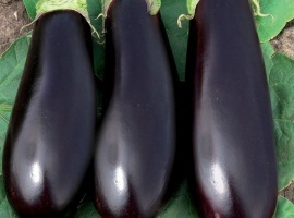 Минимальный заказ через сайт 5шт на сорт.
