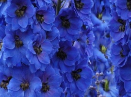 &nbsp;

Горшок 0,2 л
