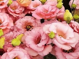 Цена за 10 шт
