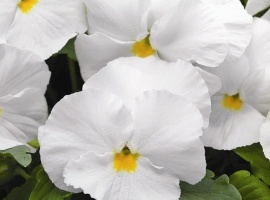 Цена за 20шт.
