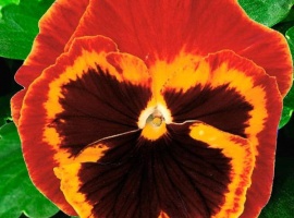 Цена за 20 шт
