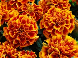 Цена за 70шт.
