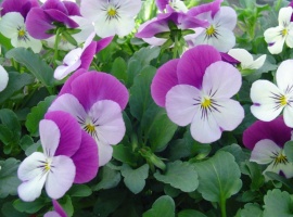 Минимальный заказ от 5шт на сорт

Серия многолетней фиалки рогатой&nbsp; привлекают внимание необ...