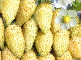 ОКС, минимальный заказ 10 шт
