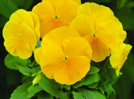 Минимальный заказ через сайт 5шт на сорт.
