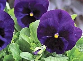 Цена за 20шт.
