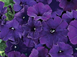 Цена за&nbsp; 70 шт (ОКС)
