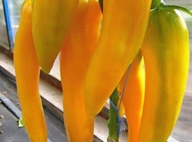 Заказ от 5 шт.
