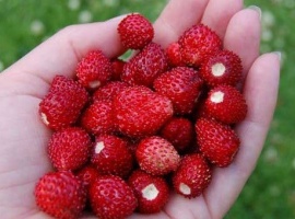 ОКС, минимальный заказ 10 шт
