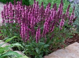 Нетребовательное, но очень декоративное растение. Высотой 40&ndash;80 см; листья крупные, черешча...