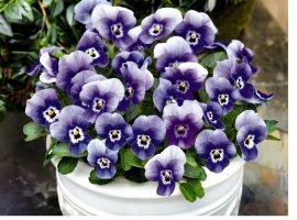 Минимальный заказ от 5шт на сорт

Серия многолетней фиалки рогатой&nbsp; привлекают внимание необ...