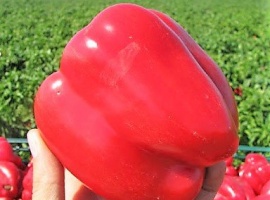 Минимальный заказ через сайт 5шт на сорт.
