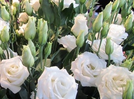 Цена за 10 шт
