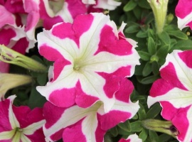 Цена за 20 шт
