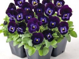 Серия многолетней фиалки рогатой&nbsp; привлекают внимание необычной двухцветной окраской цветков...