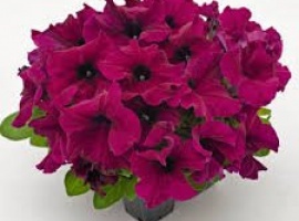 Цена за 70 шт (ОКС)
