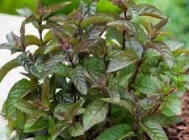 

Отличительной чертой этой мяты является ее приятный аромат сливочного шоколада с полным отсутст...