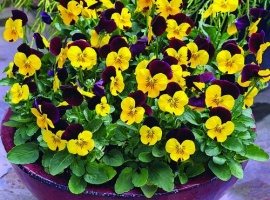 Минимальный заказ от 5шт на сорт

Серия многолетней фиалки рогатой&nbsp; привлекают внимание необ...