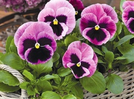 Минимальный заказ через сайт 5шт на сорт.
